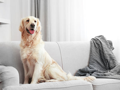 Keep pets from destroying furniture with these 8 easy solutions